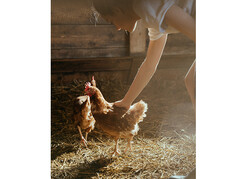 junge Frau bückt sich zu Hennen im Stall
