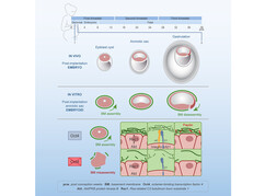 Entwicklung des Embrios nach der Einsetzung