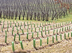 Setzlinge durch Plastikhüllen auf Feld geschützt