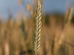 Nahaufnahme einer Weizenähre